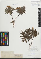 Foto von Salix hastata L.